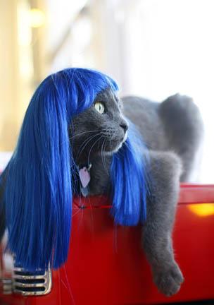 cat_wigs_1.jpg