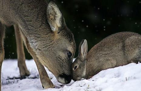 photo biche lapin calin neige bois animal animaux humour insolite