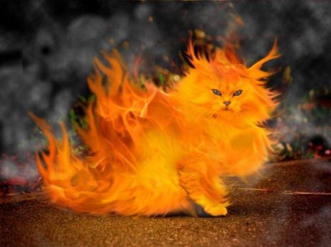photo chat chatte feu animal animaux humour insolite