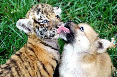 photo bébé chiot tigre chien animal animaux humour insolite