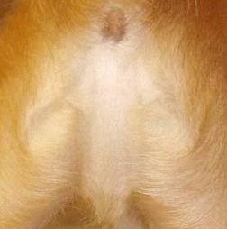 photo apparition jesus derrière chien cul animal animaux humour insolite