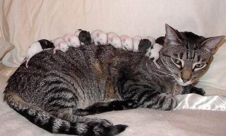 photo maman chat chatte souris dos animal animaux humour insolite
