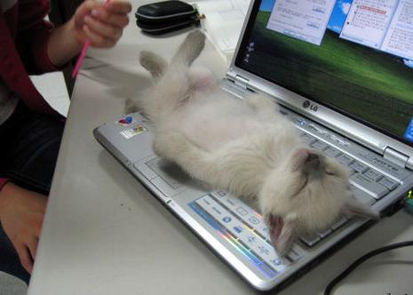 photo chat allongé ordinateur portable animal animaux humour insolite
