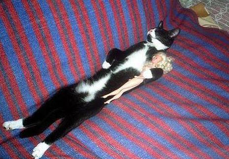 photo chat allongé canapé avec poupée barbieanimal animaux humour insolite